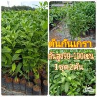 ราคา ต้นกันเกรา มันปลา ตำเสา ดอกมีกลิ่นหอม ต้นสูง90 100เซน 2ต้น (17032412664)