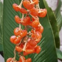 ราคา ต้นจำปูลิง เสียบยอด จำปูลิ่ง มะไฟลิง ผลไม้ป่า รสชาติหวานอมเปรี้ยว ต้นสูง60 70เซน 1ต้น (14141536225)