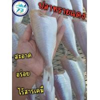 ราคา ปลาทรายแดง ปลาแดงแดดเดียว สะอาด อร่อย เค็มกำลังทาน (21125463110)