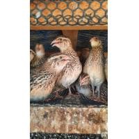 ราคา ไข่เชื้อนกกระทา 20 ฟอง สดใหม่ทุกวัน นำไปฟักในตู้ฟักไข่ (21103529310)