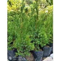 ราคา สนมังกร (20791499004)