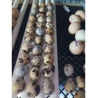 ราคา ไข่เชื้อนกกระทา 5 ฟอง ไข่สด เชื้อดี สำหรับฟัก 16 วัน (20940157436)