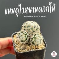 ราคา แมมดูไวโคลนหนามดอกไม้ Mammillaria duweii f inermis แคคตัส กระบองเพชร cactus succulent (20964959523)