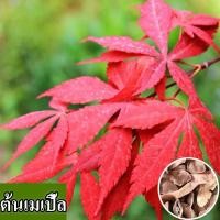 ราคา พร้อมส่ง ง่ายต่อการปลูกเมล็ดพันธุ์เมเปิ้ล 100 เมล็ดเมเปิลสดประกอบด้วย 50 เมล็ดเมเปิ้ลแดงญี่ปุ่น เมล็ดพันธุ์บอนไซ เมล็ดพันธุ์ดอกไม้ เมล็ดพันธุ์บอนไซ ต้นไม้ตกแต่งต้นไม้ฟอกอากาศ เมล็ดพันธุ์บอนไซ ตกแต่งส 