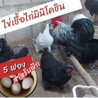 ราคา ชุดไข่เชื้อไก่มินิโคชิน แท้ 5 ฟอง Mini cochin สำหรับฟัก (17822207301)