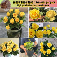 ราคา ปลูกง่ายในประเทศไทย 70 Yellow Rose Seeds เมล็ดกุหลาบหอมสำหรับปลูก เมล็ดพืชดอก ไม้ประดับระเบียง พืชอากาศร้อน เมล็ดกุหลาบสำหรับปลูก เมล็ดกุหลาบสำหรับปลูก เมล็ดกุหลาบสำหรับปลูก (21052319054)