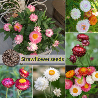 ราคา ปลูกง่าย เมล็ดสด100 เมล็ดพันธุ์ ดอกไม้ฟาง บรรจุ 150เมล็ด Mixed Color Strawflower Seeds เมล็ดดอกไม้ บอนสีราคาถูก เมล็ดบอนสี ต้นไม้มงคล บอนสี ดอกไม้ปลูกสวยๆ เมล็ดพันธุ์ดอกไม้ ไม้ประดับ พันธุ์ดอกไม้ ดอกไ