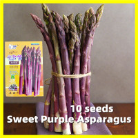 ราคา Sweet Purple Asparagus Seed หน่อไม้ฝรั่งม่วง เมล็ดพันธุ์ 10เมล็ด ซอง อัตรางอกสูง Heirloom Asparagus Vegetable Seeds for Gardening Vegetable Plants Seeds for Planting เมล็ดพันธุ์ผัก เมล็ดหน่อไม้ฝรั่ง ห
