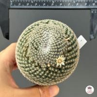 ราคา แมมนกฮูก Mammillaria Perbella แคคตัส กระบองเพชร cactus succulent (7546078602)