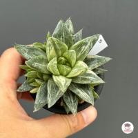 ราคา Haworthia Cymbiformis Variegata ฮาโวเทีย ไม้อวบน้ำ กุหลาบหิน cactus succulentหลากหลายสายพันธุ์ (9336313756)