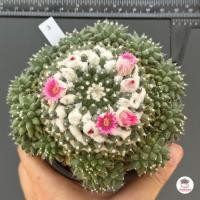 ราคา แมมอิรุซามุ แมมปุยหิมะ กระถาง 2 5 นิ้ว Mammillaria bucareliensis Erusamu แคคตัส กระบองเพชร cactus succulent (16119620132)
