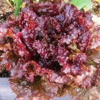 ราคา เมล็ดพันธุ์ ผักสลัด รูบี้เรด Ruby Red Lettuce Seed บรรจุ 1000 เมล็ด เมล็ดพันธุ์พืช เมล็ดพันธุ์ผัก เมล็ดพันธุ์ดอกไม้ ของแท้ (703326712)
