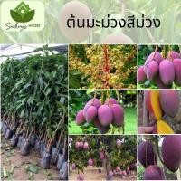 ราคา ต้นมะม่วงสีม่วง ต้นที่ทาบกิ่ง สูง 60 80ซม มะม่วงสีม่วง ต้านทานแมลงได้ดี มีกลิ่นหอมหวาน (20879445049)
