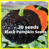 ราคา เมล็ดฟักทองญี่ปุ่น Japanese Pumpkin Seed 20เมล็ด ซอง อัตรางอกสูง เมล็ดพันธุ์ฟักทองญี่ปุ่น High Yield Sweet Chestnut Pumpkin Seeds Rare Black Pumpkin Seed Mini Pumpkin Vegetable Seeds Vegetable Plants 