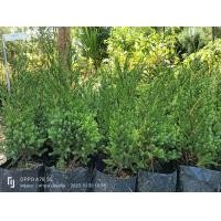 ราคา สนมังกร (20846457906)