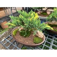 ราคา สวนถาด ไม้มงคล บอนไซแคระ สน แก้วแคระ (20748878319)