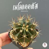 ราคา เมโลแคคตัส Melocactus กระถาง2นิ้ว แคคตัส กระบองเพชร cactus succulent (20875087042)