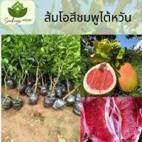ราคา ต้นส้มโอชมพู ต้นส้มโอสีชมพูไต้หวัน กานพลูส้มโอสีแดงเข้ม อุดมไปด้วยน้ำหวาน กลิ่นหอม ต้นทาบกิ่ง สูง 50 70 ซม (20878155772)