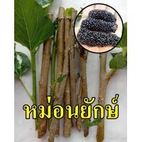 ราคา กิ่งหม่อนยักษ์ ชุด 5 กิ่ง (20654351644)