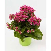 ราคา 30 เมล็ดพันธุ์ เมล็ด กุหลาบหินดอกซ้อน ไม้อวบน้ำ กุหลาบหิน Kalanchoe blossfeldiana Seed อัตราการงอกสูง 80 85 (11650947340)