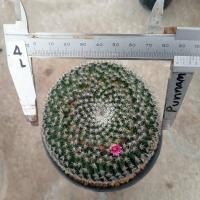 ราคา แมมนกฮูก แม่พันธ์ุ Mammillaria perbella ไม้เมล็ดขนาด 7 10 ซม ต้นกระบองเพชร ต้นแคคตัส แคคตัส กระบองเพชร (20541477037)