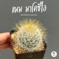 ราคา Mammillaria marcosii แคคตัส กระบองเพชร cactus succulent (18594186462)