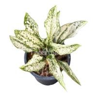 ราคา เพชรน้ำหนึ่ง กระถาง 4 นิ้ว Aglaonema sp Phetnamnueng pot 4 (20716286557)