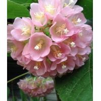 ราคา ต้นพุดตานญี่ปุ่น ดอกพุดตานญี่ปุ่น Dombeya elegans ต้นสูง 45 50 ซม ในถุงชำ ออกเป็นช่อใหญ่ที่ปลายกิ่ง กลีบดอกหยักพลิ้ว ออกดอกเกือบตลอดปี มีกลิ่นหอมอ่อน ๆ (15728602133)