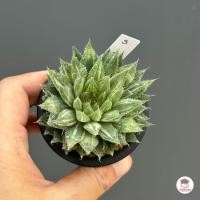 ราคา Haworthia Decipiens variegated ฮาโวเทีย ไม้อวบน้ำ กุหลาบหิน cactus succulentหลากหลายสายพันธุ์ (19056721563)