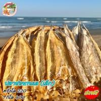 ราคา ปลาช่อนทะเล ปลาช่อนทะเลตากแห้ง ไซส์เล็ก ไม่เค็ม อร่อย สดใหม่ ของดีเมืองประจวบฯ (18331565979)