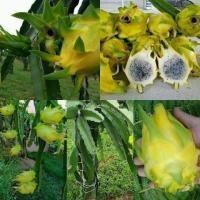 ราคา ขึ้นชื่อว่าเป็นแก้วมังกรที่อร่อยที่สุดในโลกกิ่งพันธุ์แก้วมังกรอิสราเอล Yellow Dragon fruit from Israel (7999837065)