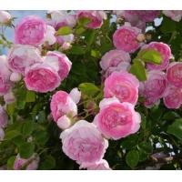 ราคา 12 Climber Roses Seeds เมล็ดกุหลาบ ต้นไม้ประดับบ้าน กุหลาบเลื้อย สายพันธุ์ Jasmina ดอกสีชมพู (20649178823)