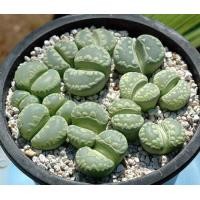 ราคา 10 เมล็ด ไลทอป กระบองเพชร ไม้อวบน้ำ กุหลาบหิน แคคตัส Living Stones Lithops สายพันธุ์ otzeniana C128A Aquamarine (19904649902)
