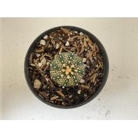 ราคา แอสโตรไฟตัม ASTROPHYTUM no 3 11 (20775558172)