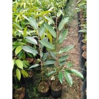 ราคา ต้นทุเรียนพันธุ์พวงมณีเสียบยอด (14027968513)