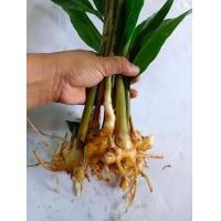 ราคา กระทือ หัวทือ สมุนไพรไทย ส่งทั้งต้น ติดหัว เหง้า หน่อ ชุด 5 ต้น ราคา 59 บาท ขนาดจำนวนตามภาพ ขุดสดตามออเดอร์ (16930407261)