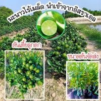 ราคา มะนาวไร้เมล็ด มะนาวไร้เมล็ดพันธุ์อิสราเอล มะนาวเปลือกบางน้ำเยอะ (21093977593)