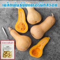 ราคา เมล็ดพันธุ์ ฟักทอง บัตเตอร์นัท สควอช Butternut Squash ปลูกง่าย โตเร็ว ผลผลิตสูง ซื้อ 10 แถม 1 คละได้ทั้งร้าน (20589610382)