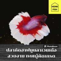 ราคา ปลากัดฮาฟมูนลาเวนเด้อสวยงามเพศผู้ คัดเกรด มีรับประกันสินค้า มีเก็บเงินปลายทาง (21220061325)
