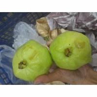 ราคา สดจากสวน ฝรั่งกิมจู 1กิโล ฝรั่งสดสะอาด ผักผลไม้สดใหม่ ราคาถูก ราคาส่ง (21015911067)