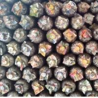 ราคา ก้อนเชื้อเห็ดลมเห็ดใหญ่ดอกเยอะหัวเชื้อแรงดีก้อนละ40บาทจร้า (10430105731)