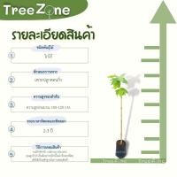 ราคา ต้นโกโก้ สูง100 200 cm เกรดพรีเมียม ประกันพันธุ์แท้100 ช่วยต้านมะเร็ง ลดความดันโลหิต ป้องกันภาวะสมองเสื่อม (19705094918)