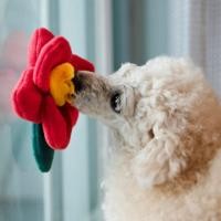 ราคา DY รักของเล่นสัตว์เลี้ยงรูปดอกไม้สำหรับลูกสุนัขและลูกแมวของเล่นน่ารักดูดซับขายดีตุ๊กตาพุดเดิ้ลชิสุ (21130639405)