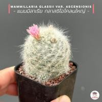 ราคา แมมมิลาเรีย กลาสซิไอโคลนใหญ่ Mammillaria glassii var ascensionis แคคตัส กระบองเพชร cactus succulent (16491527724)