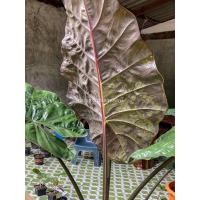 ราคา สบูเลือด บอน พญาลิงดำ ว่านเมฆดำ ว่านพญาลิงดำ ว่านสบู่เลือดบอน (19937463766)