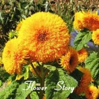 ราคา เมล็ดพันธุ์ เทดดี้แบร์ อินพรูฟ TeddyBear Sunflower improve ทานตะวันดอกซ้อน 60 65 เมล็ด อัตรางอกสูง (8455491253)