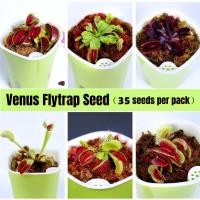 ราคา Ready Stock อัตราการงอกสูง Venus Flytrap Seeds 35pcs bag Carnivorous Plant เป็นพืชกินเนื้อที่น่าสนใจมาก ไม้ประดับ บอนไซ บอนสีหายาก แต่งบ้านและสวน Plants พันธุ์ไม้หายาก พันธุ์ไม้ดอก เมล็ดดอกไม้ Seeds f