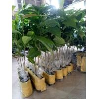 ราคา ต้นมะฮอกกานี20 30เซน ชุด10ต้น150บาท (13022819085)