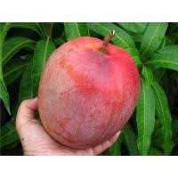 ราคา พันธุ์ แก้มแดง ต้นมะม่วง มะม่วงสาวแก้มแดง มะม่วงโบราณ หายากมาก ตอนยังไม่สุกรสชาติจะเปรี้ยวแต่ไม่มากเหมาะกับการทานเป็นมะม่วงน้ำปลาหวาน จัดส่งพร้อมถุง 8 นิ้ว ลำต้นสูง 90 ซม ขึ้นไป (8596384464)