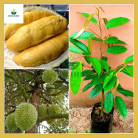 ราคา ทุเรียน Ri6 ต้นทุเรียน Ri6 ต้นทาบสูง 60 80 ซม ทุเรียนเมล็ดแบน ข้าวสีทอง (20639653393)